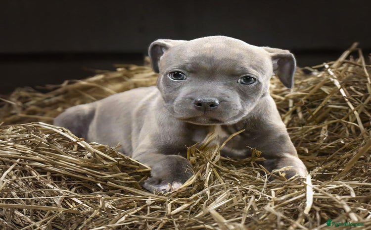 Staffordshire Bull Terrier dogs - Advert 4