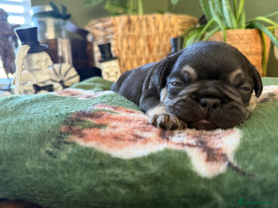 French Bulldog dogs for sale: Exclusive French Bulldog Puppies - Image 23
