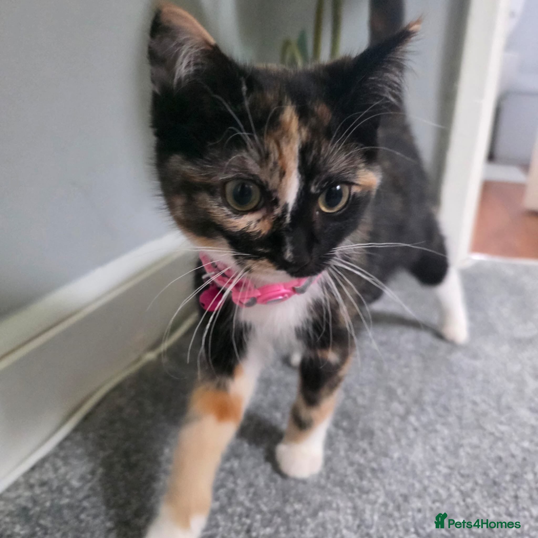 Ragdoll cats Beautiful Ragdoll x Norwegian Forest Female Kitten - Advert 1