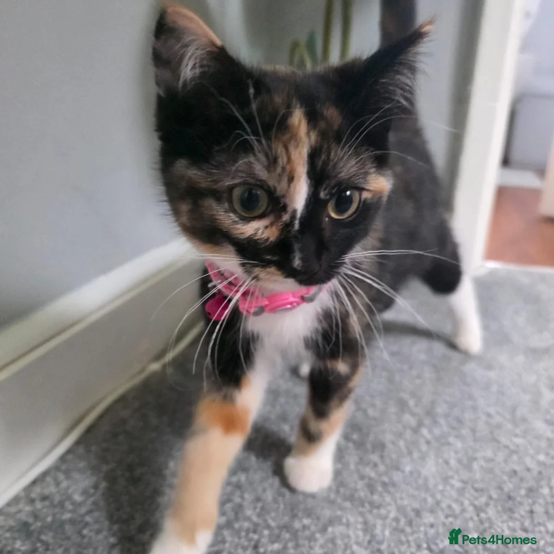 Ragdoll cats for sale: Beautiful Ragdoll x Norwegian Forest Female Kitten in Barnsley - Advert 1