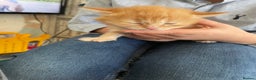 Mixed Breed cats for sale: Two separate litters  - Advert 2