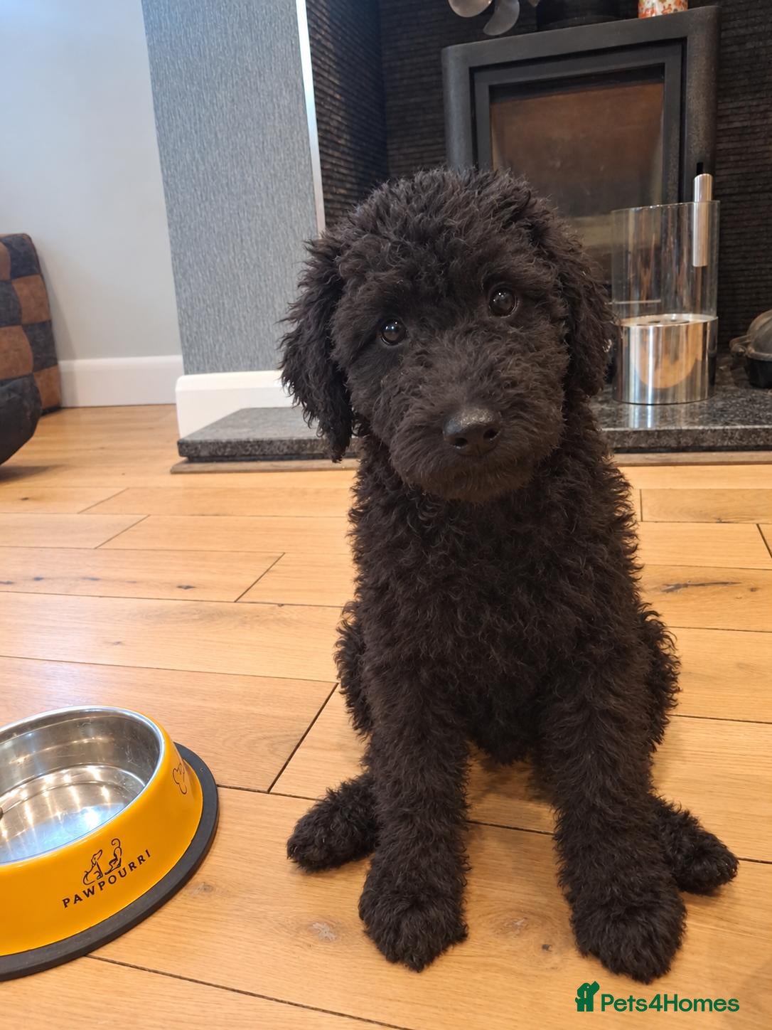 Labradoodle dogs ⭐ Exceptional Labradoodle Girls Available  - Advert 1