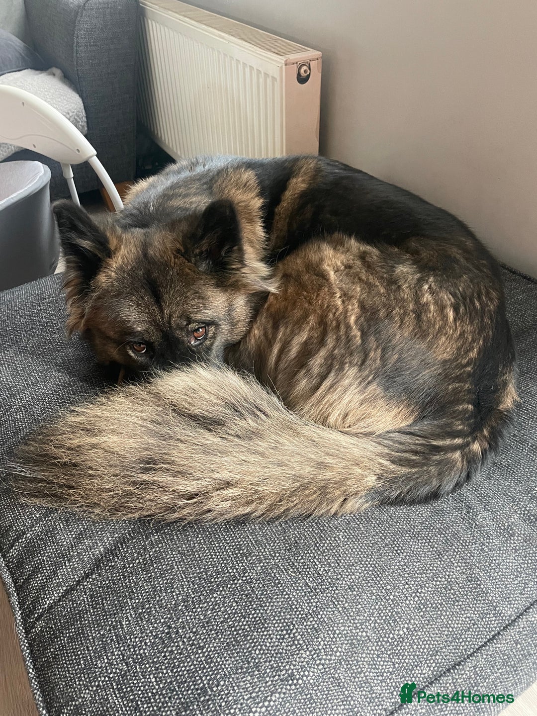Mixed Breed dogs for sale: Female Akita for sale! - Image 5