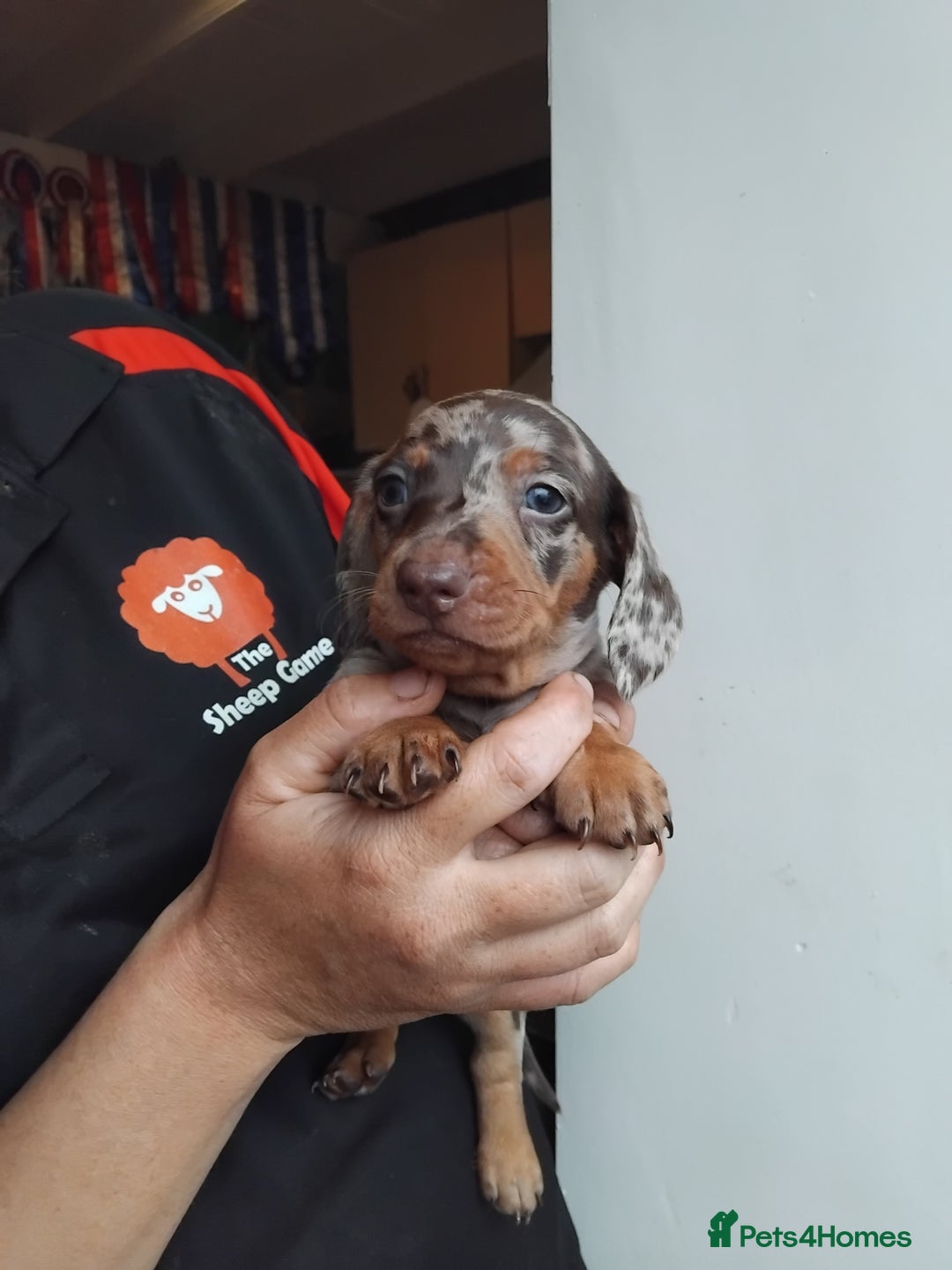 Miniature Dachshund dogs for sale: Miniature dashchund  - Image 10
