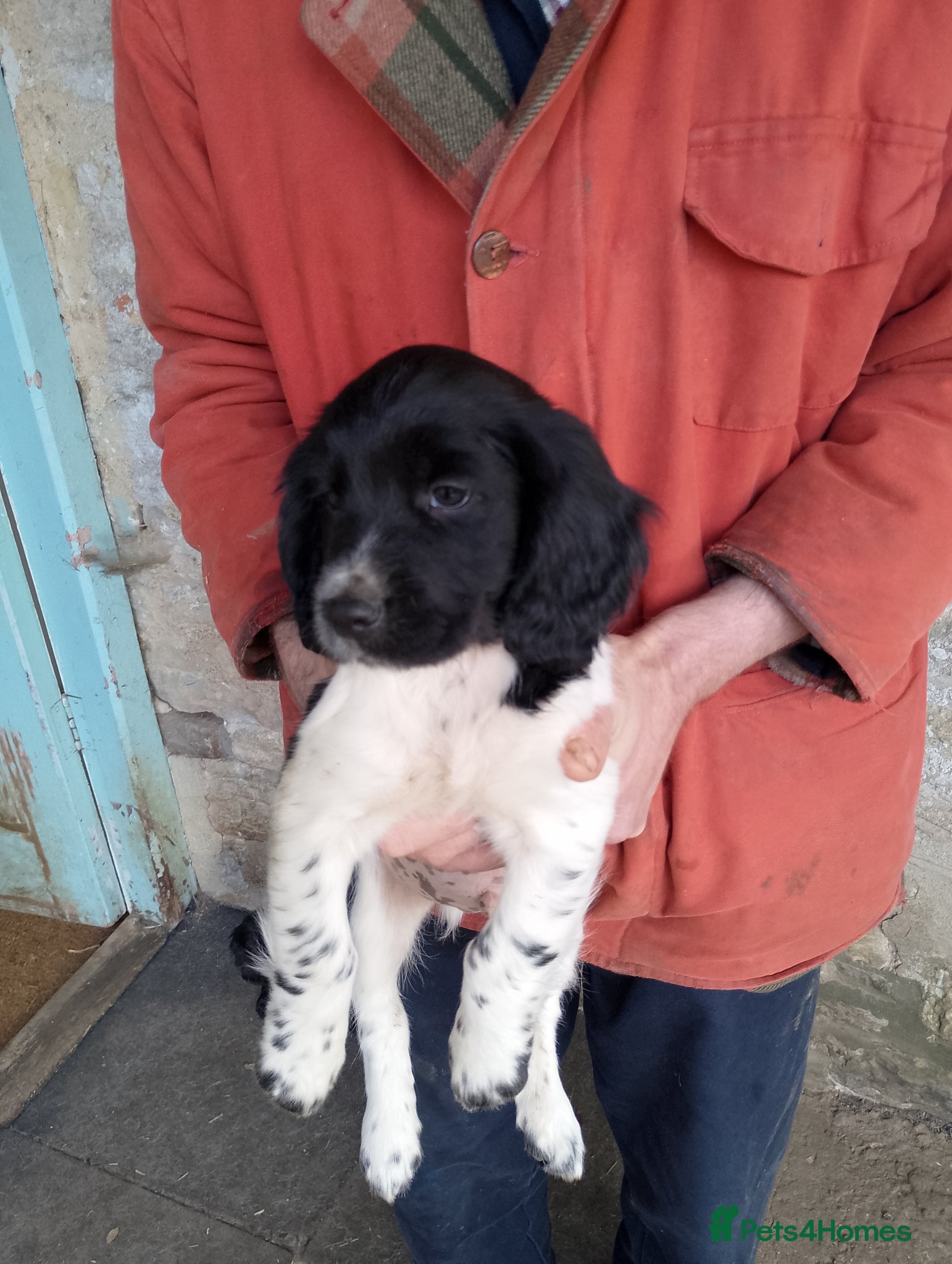 Sprocker dogs Sprocker puppies ready to go - Advert 6