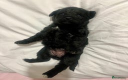 Mixed Breed dogs for sale: 🐾🐶Adorable and very cute Cavaschnauzer 🐶🐾 - Image 15