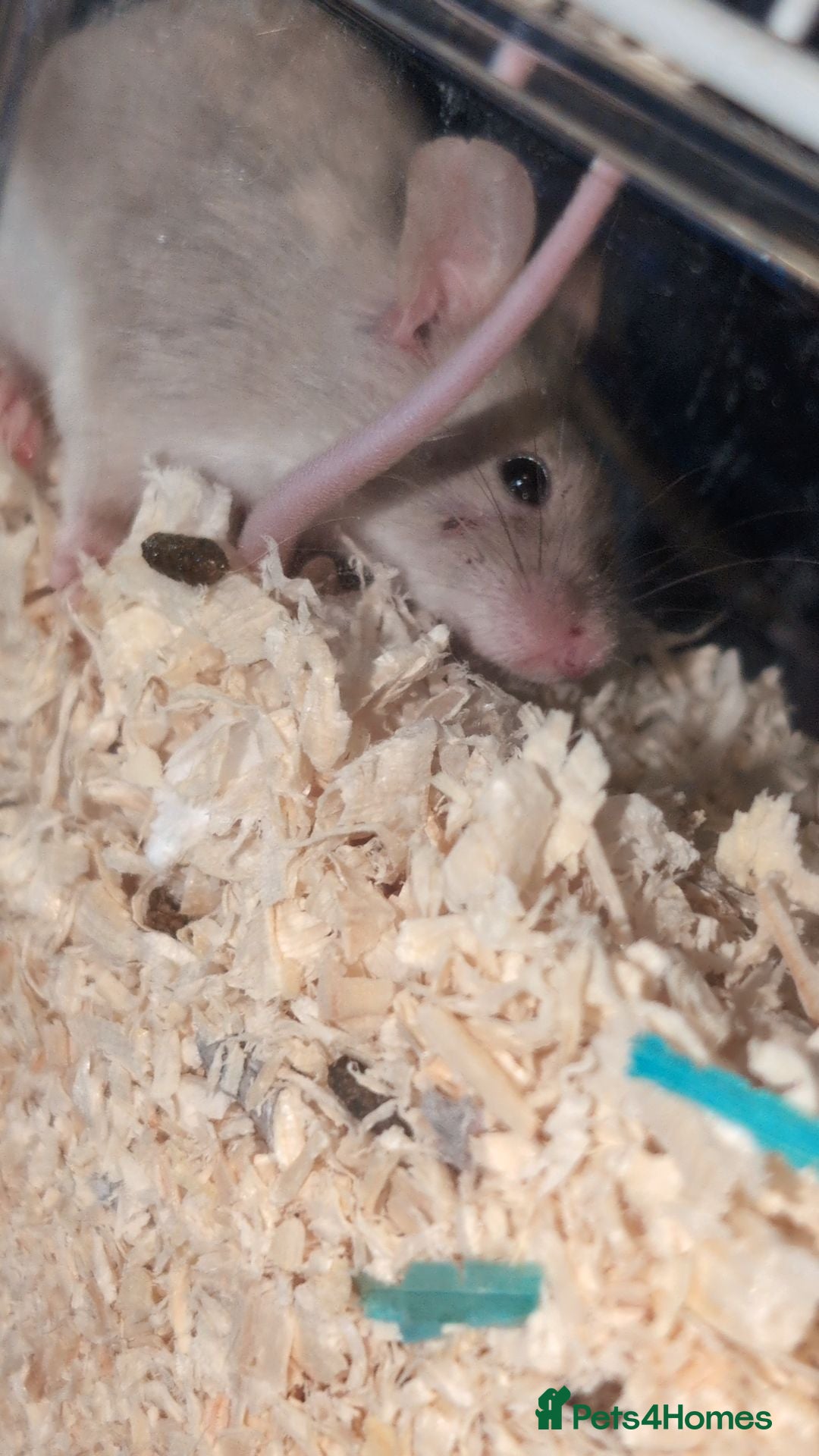 Mouse rodents for sale: 2 Male Mice For Sale - Advert 2