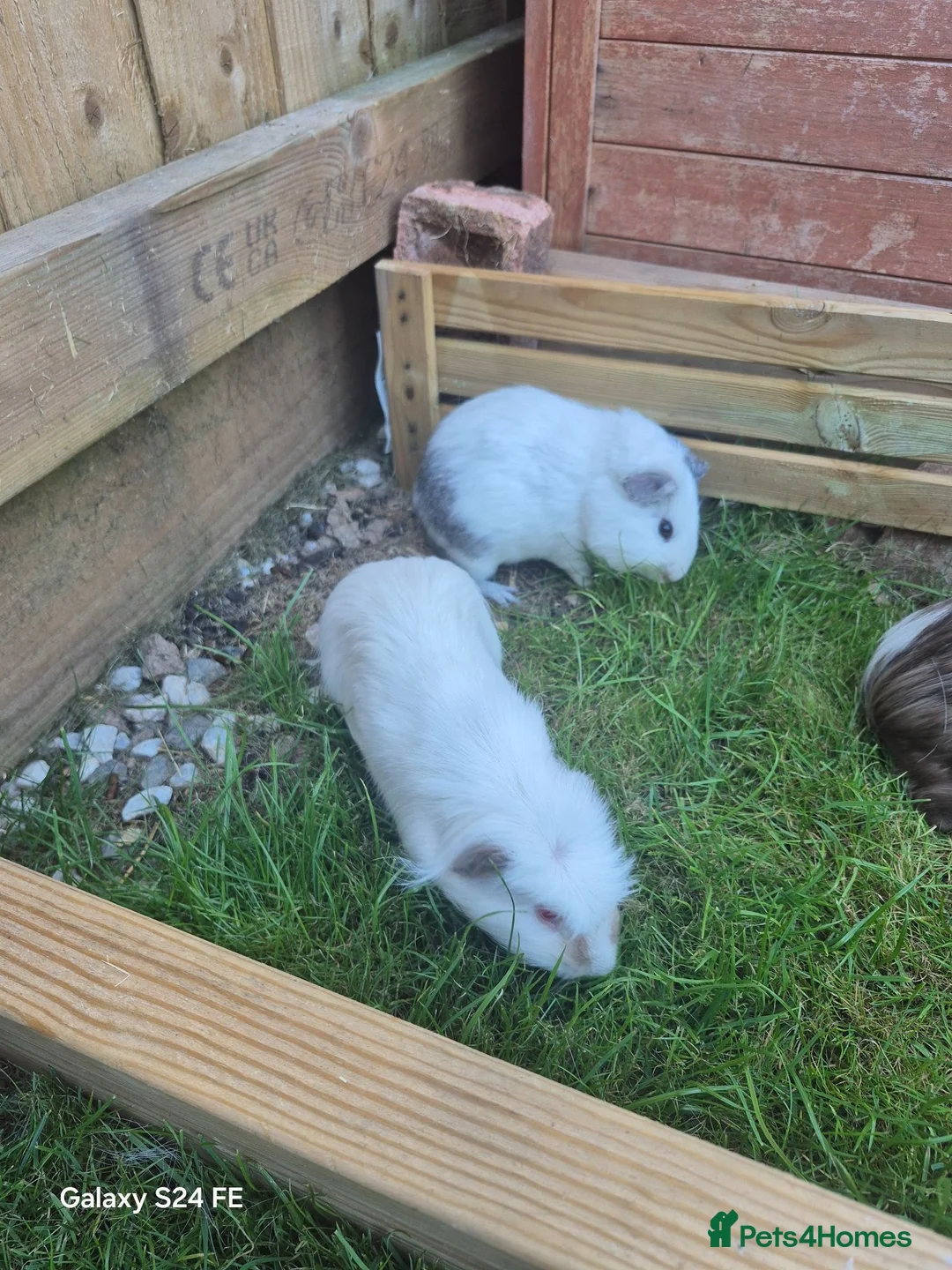 Guinea Pig rodents for sale: 2 male guinea pigs  in Kingsbridge - Advert 1