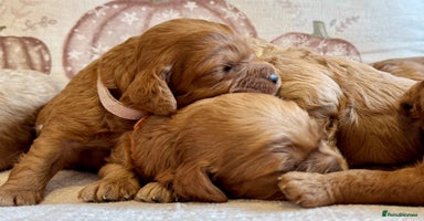 Cavapoo dogs - Advert 4