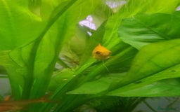 Gouramis fish for sale: Honey Gourami - Image 3