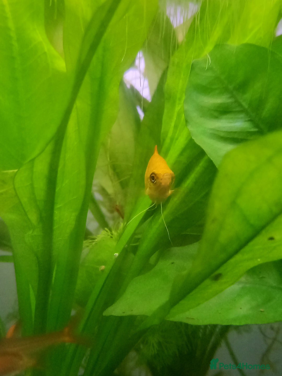 Gouramis fish for sale: Honey Gourami - Image 3