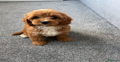 Cavapoo dogs - Advert 2