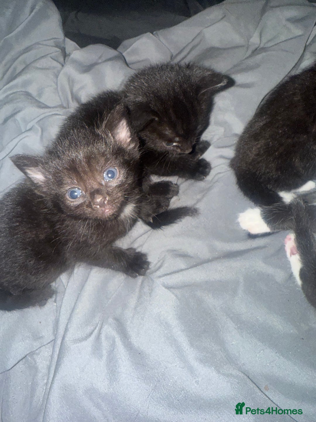 Bengal cats for sale: Cross Bengals  - Image 7
