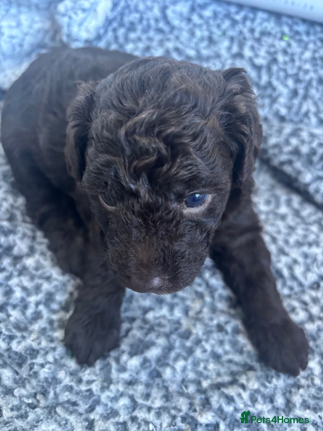 Labradoodle dogs for sale: Multigenerational labradoodles  - Advert 2