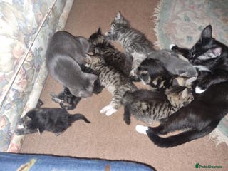 British Longhair cats Lovely sociable kittens - Advert 5