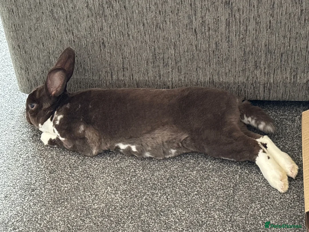 Rex rabbits for sale: Mini Rex Rabbit Male in Nottingham - Advert 4