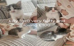 British Shorthair cats for sale: Beautiful kittens for sale  - Image 4