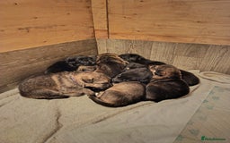German Shepherd dogs for sale: German Shepherd Puppies - Image 2