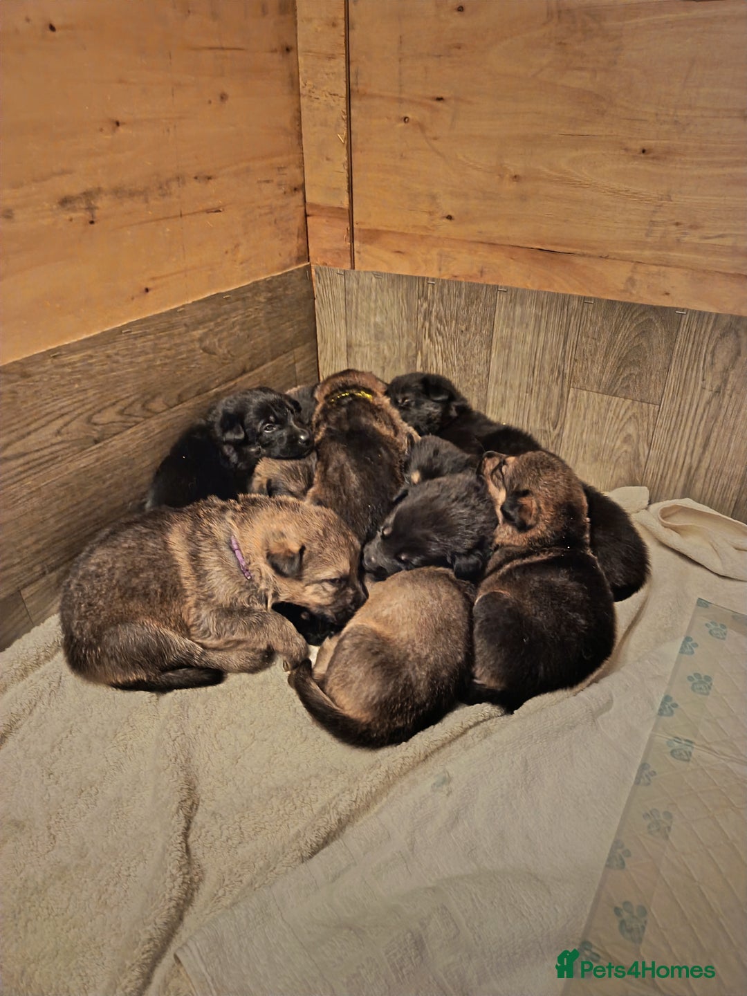 German Shepherd dogs for sale: German Shepherd Puppies - Image 2