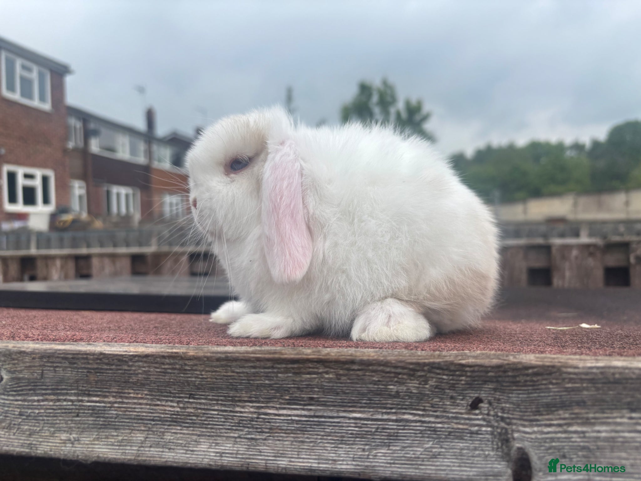 Mini Lop rabbits Mini Lop Rabbits Ready NOW - Advert 2
