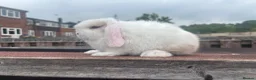 Mini Lop rabbits for sale: Mini Lop Rabbits Ready at Weekend - Advert 4