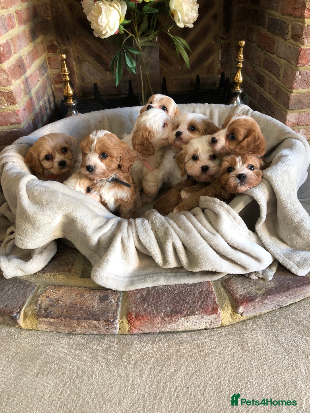 Cavapoo dogs for sale: Adorable Cavapoo Puppies  - Advert 38