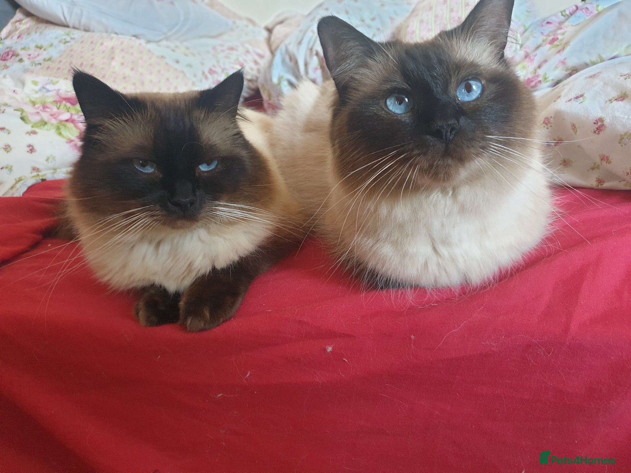 Ragdoll cats for sale: Ragdoll fluffy kittens x 4 chocolate seal point - Advert 23