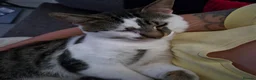 Mixed Breed cats for adoption: Young rescue tabby male looking for home in Hook - Advert 7
