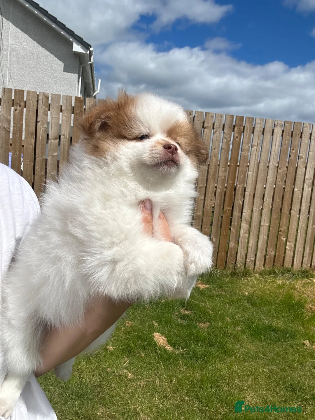 Pomeranian dogs for sale: Adorable Pomeranian puppy’s  - Advert 2