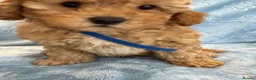 Toy Poodle dogs for sale: Beautiful health tested toy poodles  - Advert 21