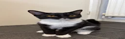 Mixed Breed cats for sale: Female 8 months tuxedo cat in Stafford - Advert 3