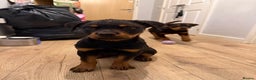 Rottweiler dogs for sale: BOY/GIRL Rottweiler Siblings  - Advert 4