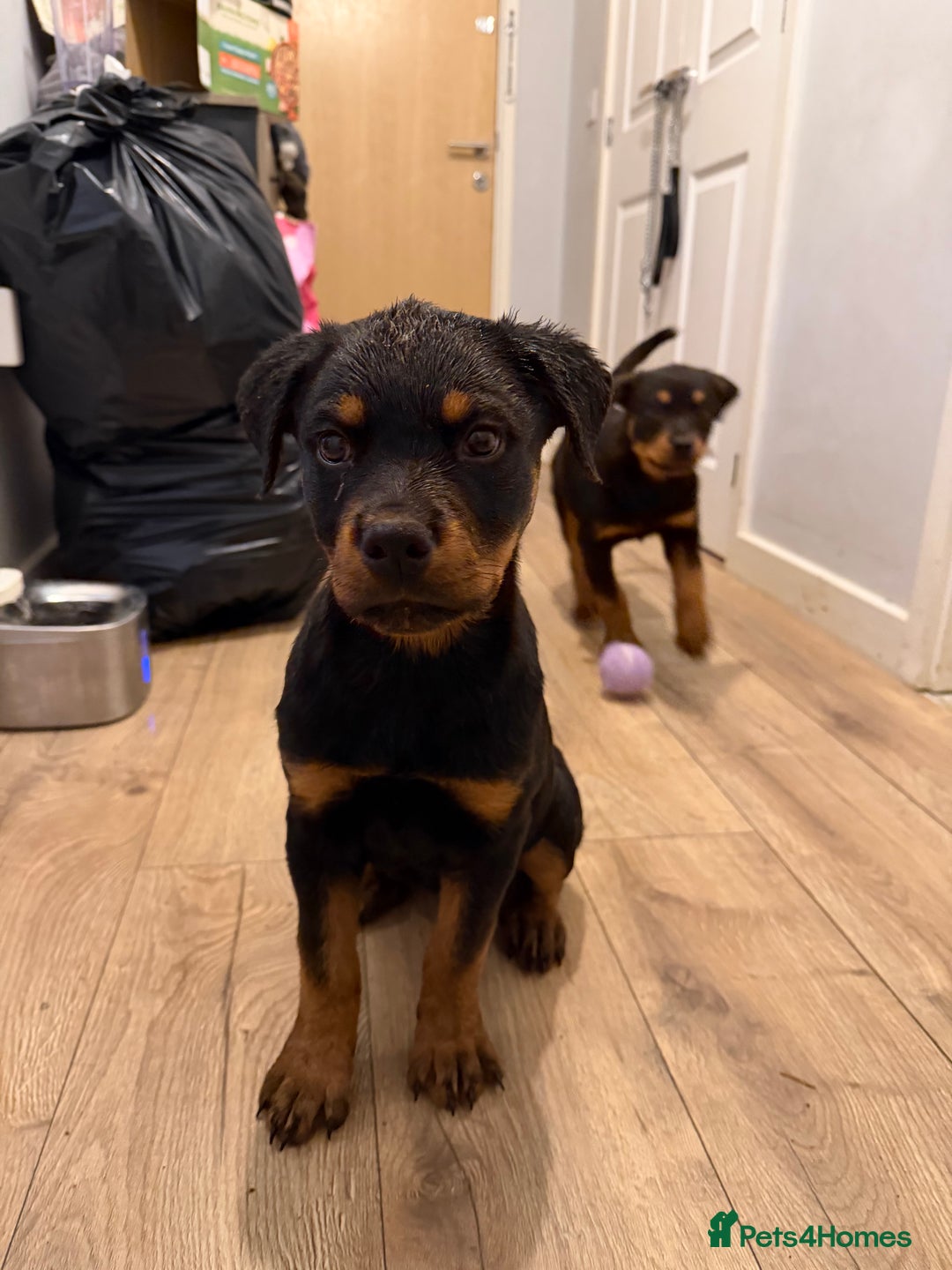 Rottweiler dogs for sale: BOY/GIRL Rottweiler Siblings  - Advert 4