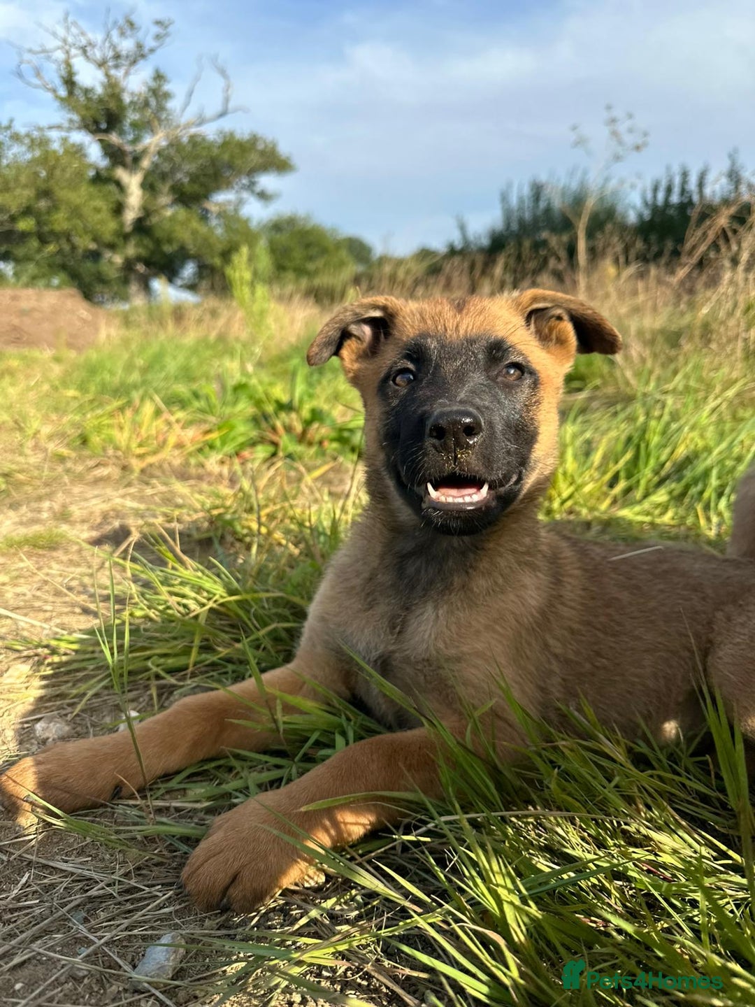Mixed Breed dogs for sale: German shepherd x Belgian shepherd puppies - Image 17