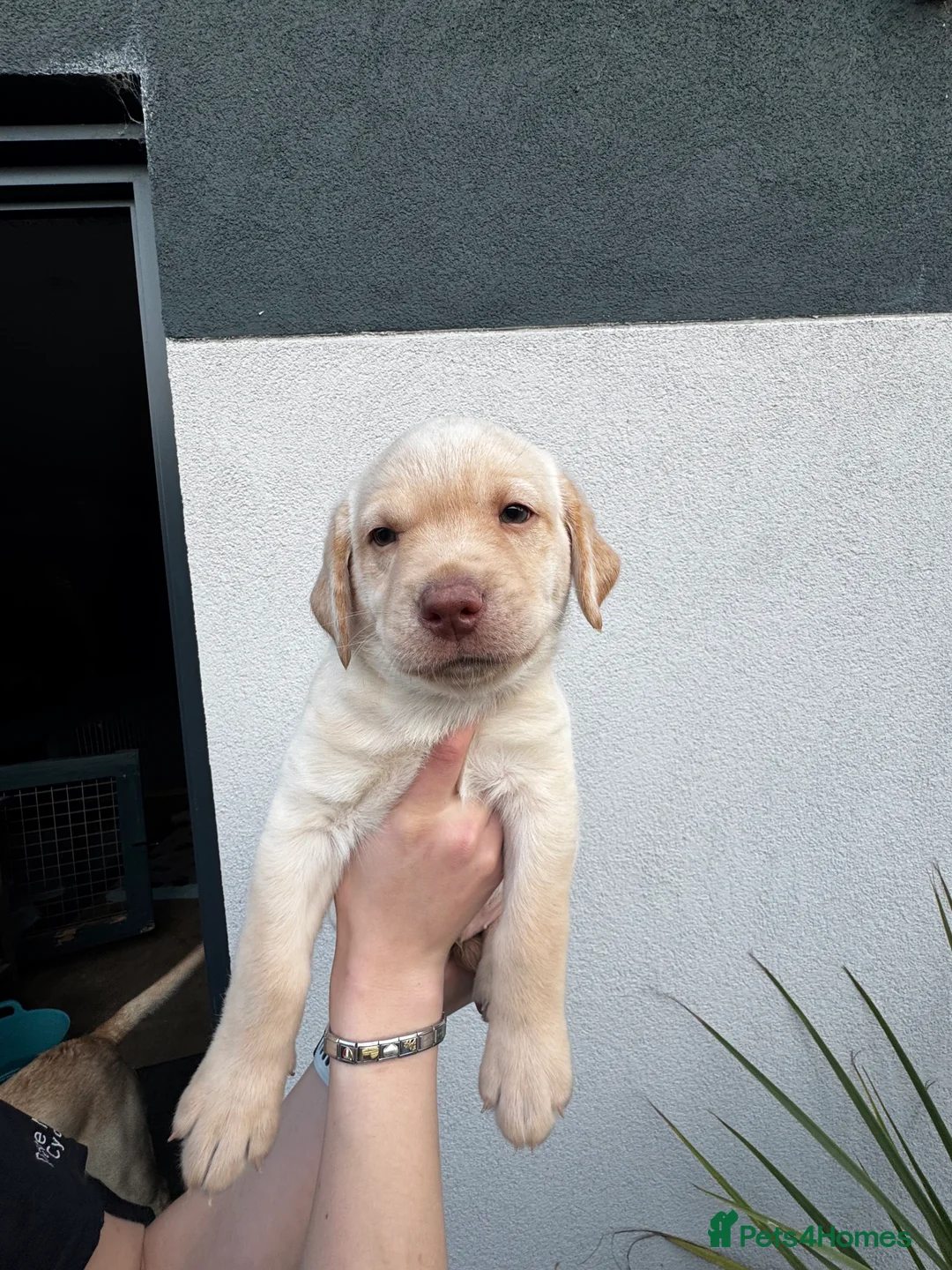 Labrador Retriever dogs for sale: Kc reg Labrador puppies - Advert 1