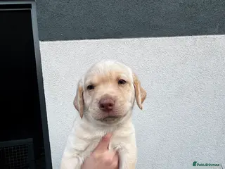 Labrador Retriever dogs Kc reg Labrador puppies - Advert 5