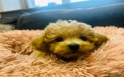 Poochon dogs for sale: Gorgeous F1 Poochon Puppies - Image 5