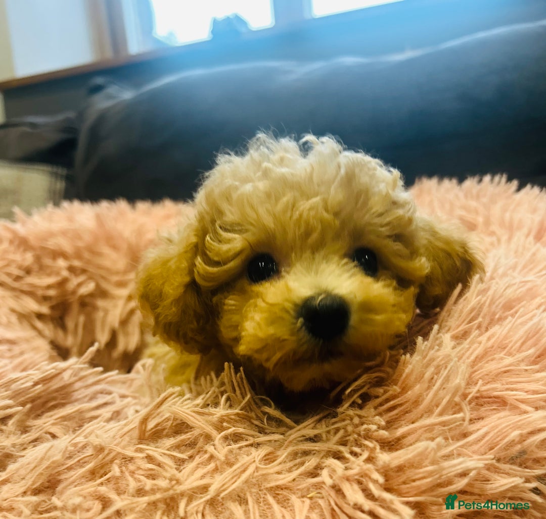 Poochon dogs for sale: Gorgeous F1 Poochon Puppies - Image 5