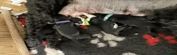 Portuguese Water Dog dogs for sale: 5 PWD puppies available - Advert 3