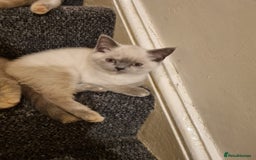 British Shorthair cats for sale: 💜GCCF Kittens Ready for Their Forever Homes!💜 - Image 16