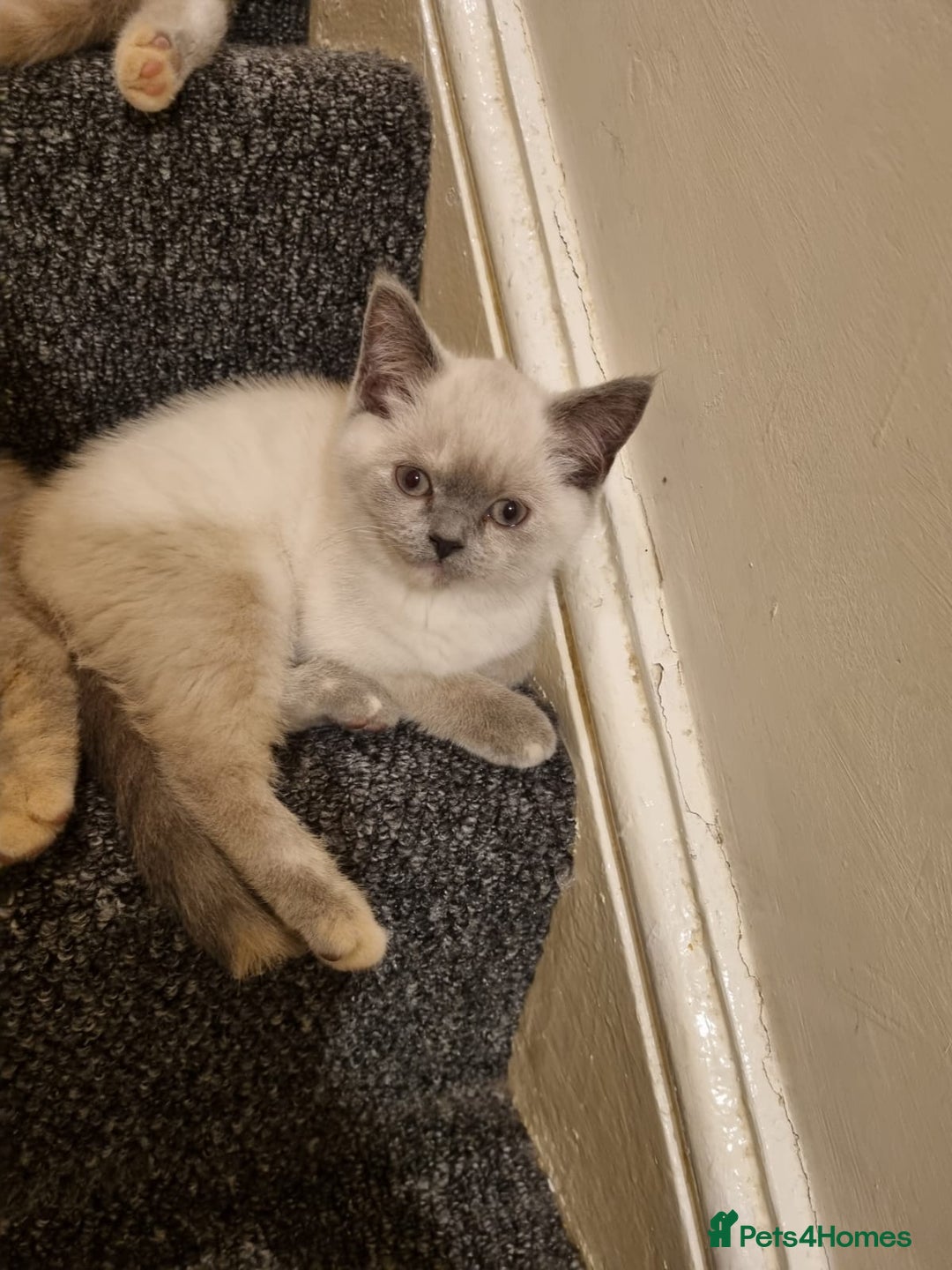 British Shorthair cats for sale: 💜GCCF Kittens Ready for Their Forever Homes!💜 - Image 16