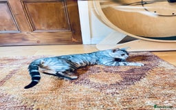 Bengal cats for sale: Looking for the best homes for our retired Bengals - Image 11