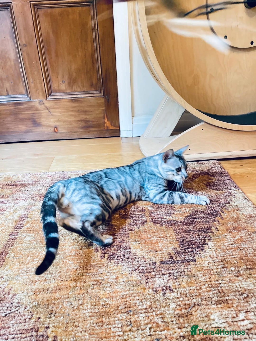 Bengal cats for sale: Looking for the best homes for our retired Bengals - Image 11