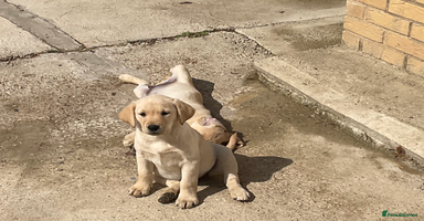 Labrador Retriever dogs - Advert 2