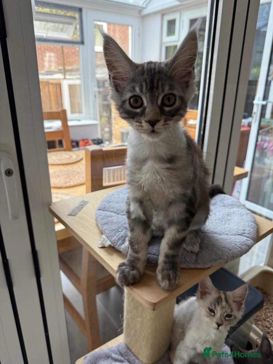Maine Coon cats for sale: GCCF registered babies  - Image 10