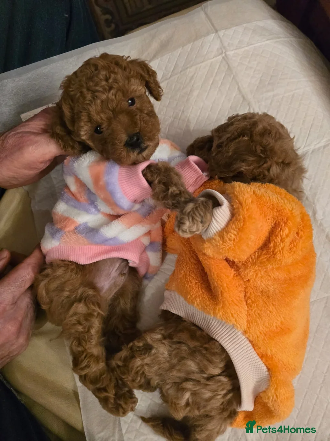 Poodle dogs for sale: Toy Poodle  - Advert 2