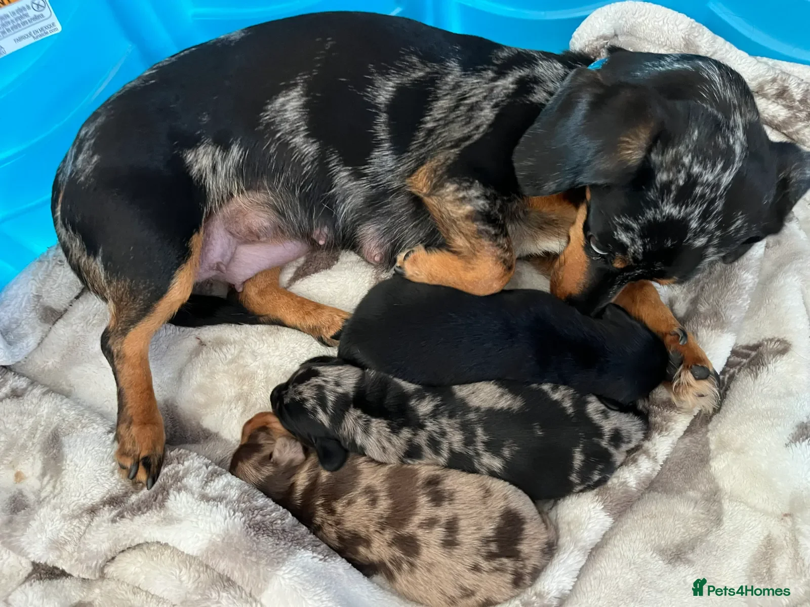 Miniature Dachshund dogs Being raised right - mini dachshunds - Advert 1