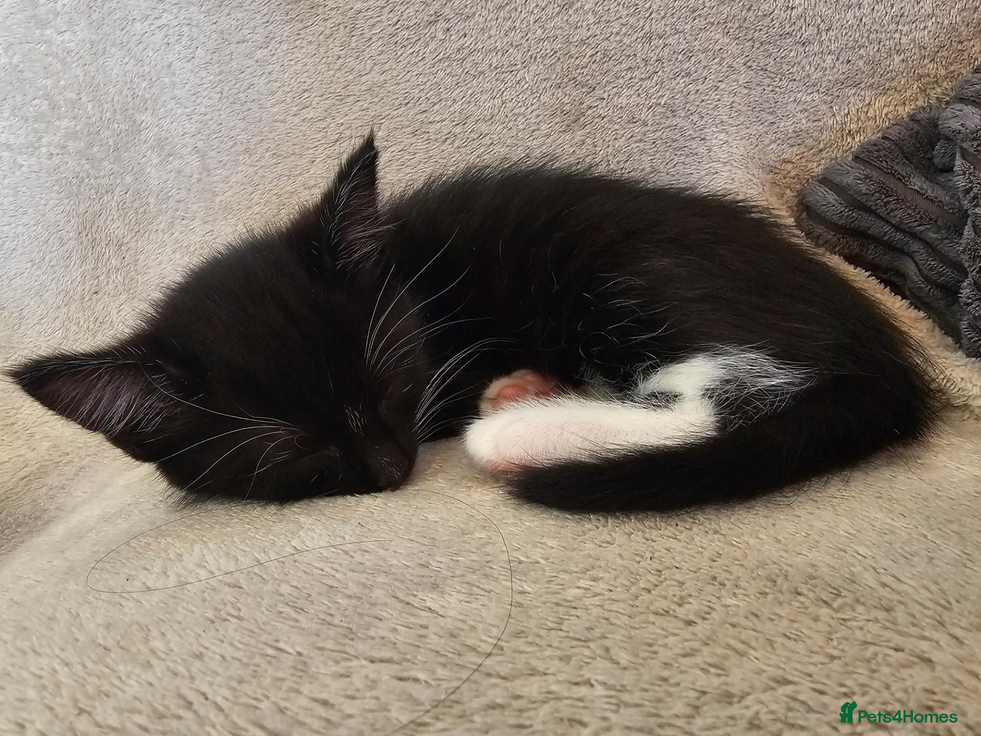 Mixed Breed cats Little Tuxedo Kittens 🖤🤍🐾 - Advert 11