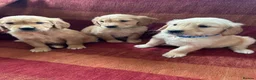 Golden Retriever dogs for sale: Kc registered golden retriever puppies  - Advert 12