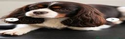 Cavapoo dogs for sale: Stunning Choc & Tan Cavapoo’s  - Advert 5